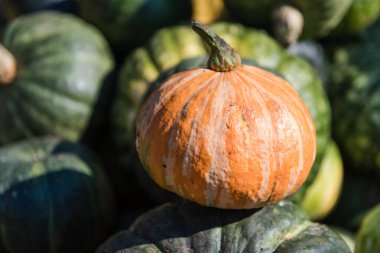 Balkabağı yakın plan. Çok renkli bir balkabağı yığını. Sonbahar hasadı. Büyük balkabağı.