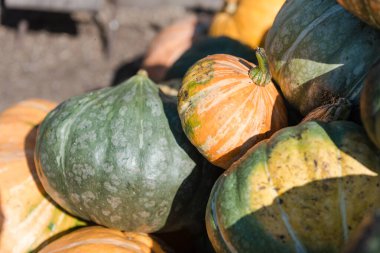 Balkabağı yakın plan. Çok renkli bir balkabağı yığını. Sonbahar hasadı. Büyük balkabağı.