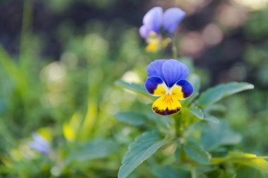 Bahçe menekşesi Güzel mor çiçek. Sonbahar bitkileri. Küçük çiçek