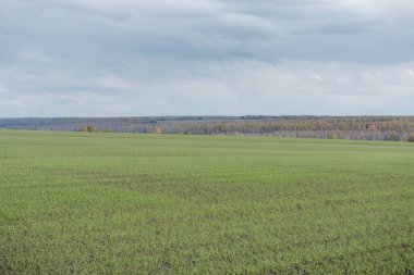 Yeşil alan. Tarlada küçük bitkiler yetişir. Geniş açık alanlar. Tarım.