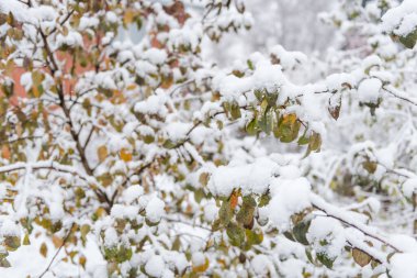 Karların altındaki çalılar. Kar yağıyor. Karda yeşil yapraklar. Soğuk hava.