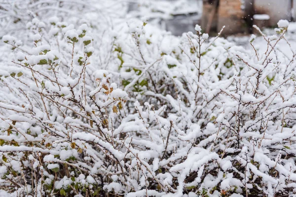 Krzewy pod śniegiem. Śnieg. Zielone liście w śniegu. Zimna pogoda. — Zdjęcie stockowe