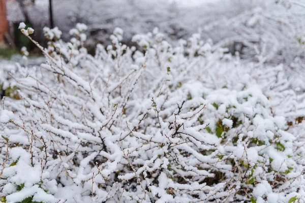 Krzewy pod śniegiem. Śnieg. Zielone liście w śniegu. Zimna pogoda. — Zdjęcie stockowe