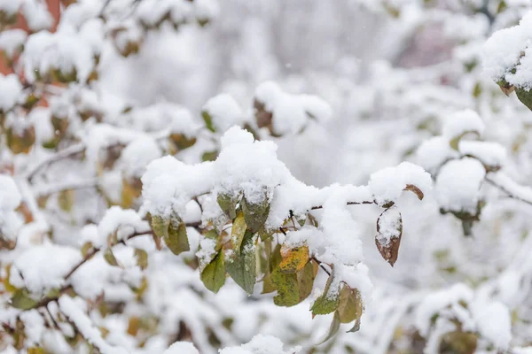 stock image Shrubs under the snow. Snow. Green leaves in the snow. Cold weather.