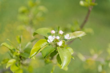 Elma ağacı çiçek açar. Ağaçtaki beyaz çiçekler. Bahar doğası. Çok güzel çiçek açıyor. Renkli arkaplan.