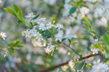 Elma ağacı çiçekleri yakın plan. Çok renkli elmalar. Geçmişi. Yubloki yaprakları. Ağaç yaklaş. Bahçede meyve ağacı var. Doğal meyveler