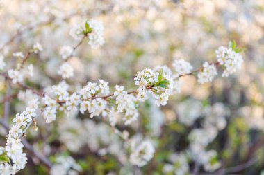 Çiçek açan meyve ağacı. Büyük bir plpn. Arkaplan fotoğrafı. Bir sürü beyaz çiçek. Elma çiçekleri Doğal meyveler. Tarım. Sebze ve meyve yetiştir..