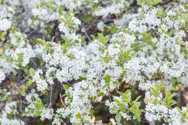 Elma ağacı çiçekleri yakın plan. Çok renkli elmalar. Geçmişi. Yubloki yaprakları. Ağaç yaklaş. Bahçede meyve ağacı var. Doğal meyveler