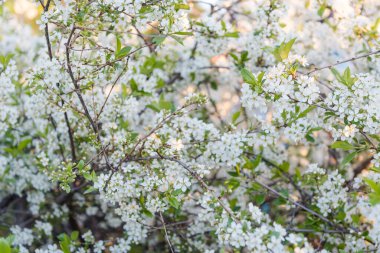 Elma ağacı çiçekleri yakın plan. Elma çiçeği. Geçmişi. Doğal meyveler. Bahçende elma yetiştir.