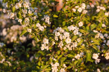 Elma ağacı beyaz çiçeklerle çiçek açar. Geçmişi. Çiçekler açtı. Bahçe çiçek açtı. Bahar geldi..