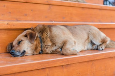 Köpek caddelerde uyuyor. Köpek gün boyunca dinleniyor. Yorgunum. En sevdiği hayvan. Sokak köpeği. Güzel hayvan. İnsan dostu.