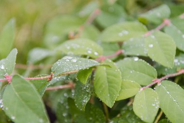 Yapraklarda çiy var. Yağmurdan sonra gidiyor. Yağmur yağdı. Yapraklara damlatıyor. Sabah erkenden. Güzel doğa. Yaprakların üzerine düşer..