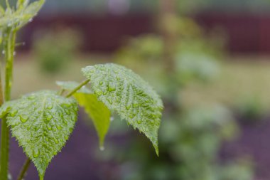 Yapraklarda çiy var. Yağmurdan sonra gidiyor. Yağmur yağdı. Yapraklara damlatıyor. Sabah erkenden. Güzel doğa. Yaprakların üzerine düşer..