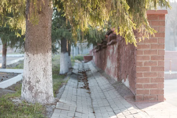 City Park. Avenue of trees. Take a walk in the park. Trees grow in the city. Trees near a brick wall