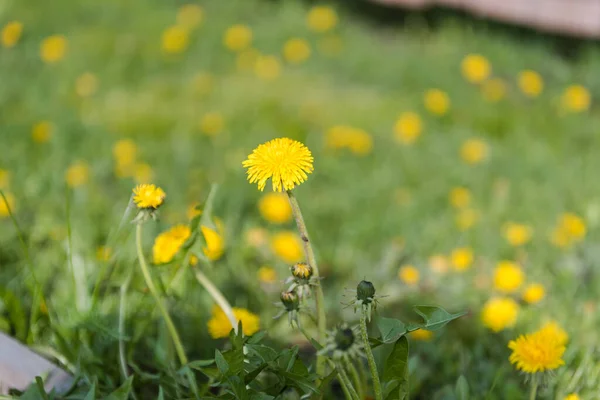 Dandelions Growing Beautiful Yellow Flowers Dandelions Grow Meadow Lot Dandelions — Stock Photo, Image