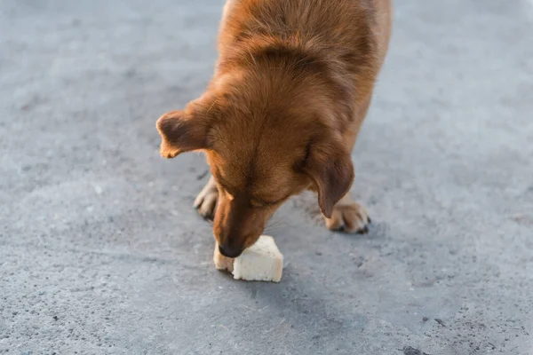 The dog is eating bread. Ginger dog pet. The dog eats on the street. Dog friend man