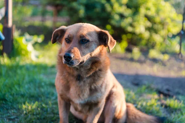 The dog is eating bread. Ginger dog pet. The dog eats on the street. Dog friend man