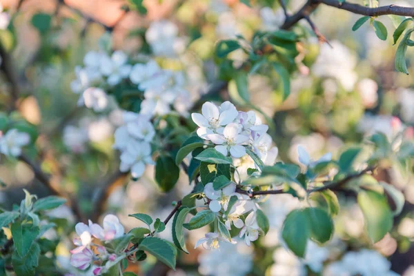 Apple tree flowers close-up. Apple blossom. Background. Natural fruits. Grow apples in your garden