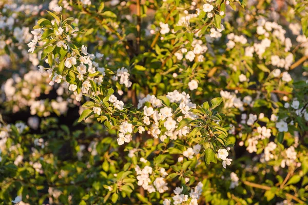 Apple tree flowers close-up. Many colors apples. Background. Leaves of yubloki. Tree close up. Fruit tree in the garden. Natural fruits