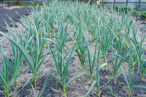 Garlic grows in the garden. Leaves of garlic. Homemade spice. Organic products. Grow garlic in the ground. Gardening. Land plot. Garlic sprouts