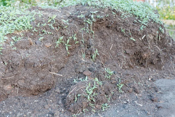 Bahçedeki Humus Doğal Gübreler Sitede Sebze Yetiştir Tarım Organik Gübre — Stok fotoğraf