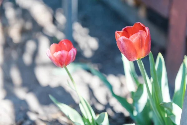 Тюльпаны Растут Дома Цветы Саду Красные Тюльпаны Розовые Цветы Блоссом — стоковое фото
