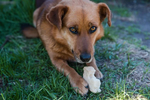 Çimlerin üzerinde kızıl köpek. Köpek yemek yiyor. Evcil hayvan. Köpek. Köpek ekmektir. Köpek çimlerin üzerinde yatıyor. İnsan dostu.