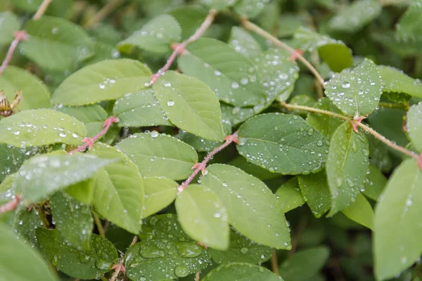 Yapraklarda Çiy Var Yağmurdan Sonra Gidiyor Yağmur Yağdı Yapraklara Damlatıyor — Stok fotoğraf