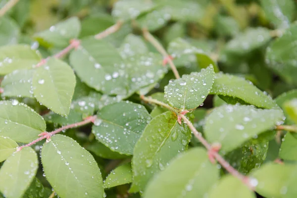 Yapraklarda Çiy Var Yağmurdan Sonra Gidiyor Yağmur Yağdı Yapraklara Damlatıyor — Stok fotoğraf