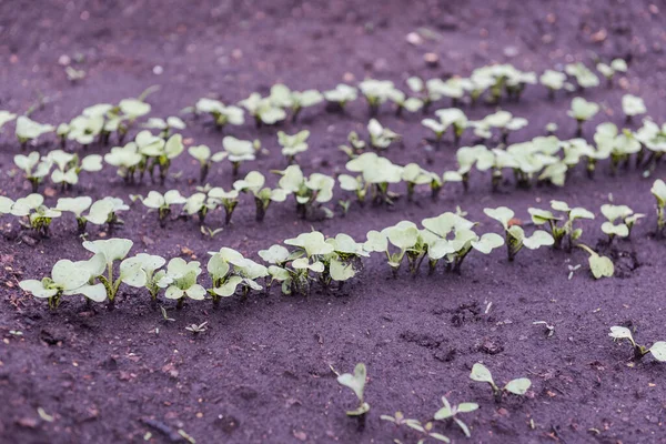 Lobak Tumbuh Sayuran Buatan Sendiri Lobak Kebun Produk Organik Pertanian — Stok Foto
