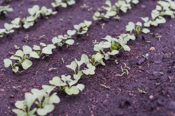Rabanete Está Crescer Legumes Caseiros Rabanete Jardim Produtos Orgânicos Agricultura — Fotografia de Stock