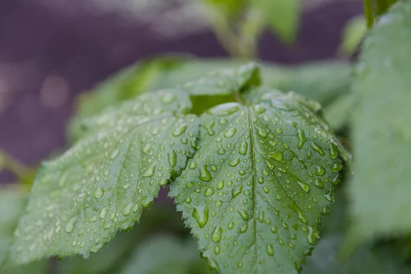 Rocía Las Hojas Después Lluvia Llovido Gotas Las Hojas Temprano Fotos de stock