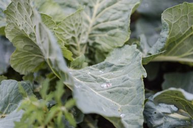 Yeşil lahana. Bahçede lahana yetiştir. Tarım. Doğal sebzeler. Taze lahana. Sağlıklı yiyecekler. Sonbahar sebzesi. Lahana yaprakları