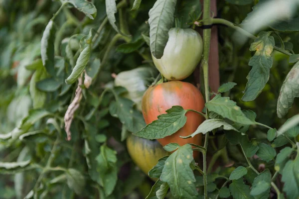 Tomatoes Greenhouse Green Tomatoes Growing Grow Vegetables Greenhouse Agriculture Fresh — Stock Photo, Image