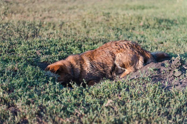 Собака Копає Яму Домашня Тварина Імбирний Собака Копає Землю Брудний — стокове фото