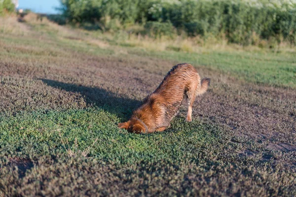 Köpek bir çukur kazıyor. Evcil hayvan. Kızıl köpek toprağı kazıyor. Pis köpek. Topraktaki köpek. Başını yere koy. Köpek köleliği.
