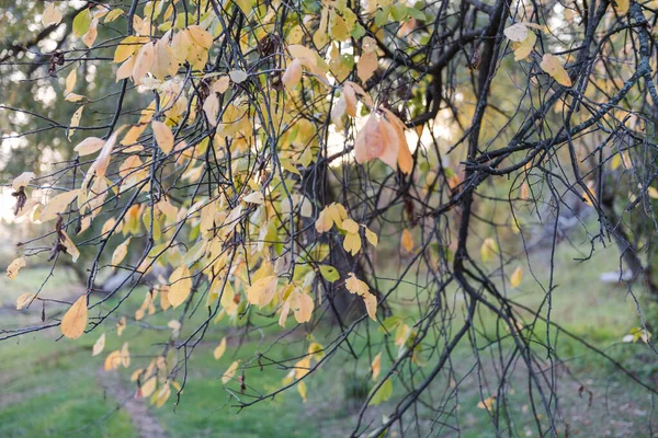 秋天的森林秋天的自然 叶子靠得很近秋天的叶子没有叶子的树 — 图库照片