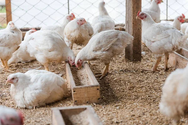 Ayam Kandang Burung Domestik Ayam Makan Gandum Pertanian Membiakkan Ayam Stok Foto
