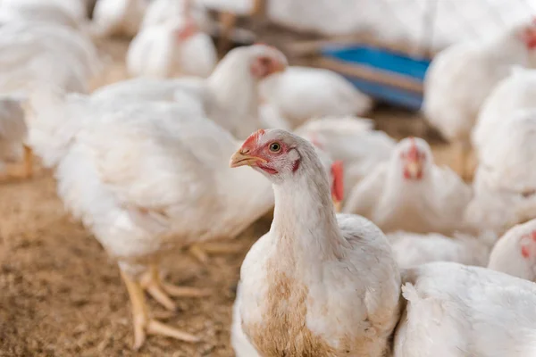 Kurczaki Zagrodzie Ptak Domowy Kurczaki Jedzą Ziarno Rolnictwo Hodowla Kurczaków Obraz Stockowy