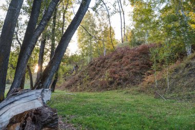 Sonbahar ormanı. Sonbaharda doğa. Sezon. Güneş ışığı. Yapraklar yakın. Sonbahar yaprakları. Yapraksız ağaçlar