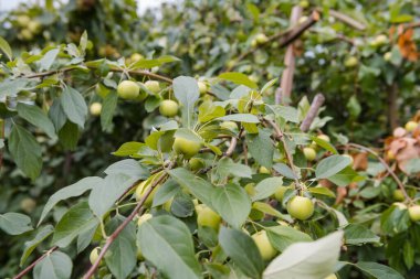 Elmalar ağaçta asılı. Bahçede kırmızı elmalar. Elmalar kapansın. Lanet elmalar. Bahçede elma yetiştir. Taze meyve. Mevsimlik meyveler