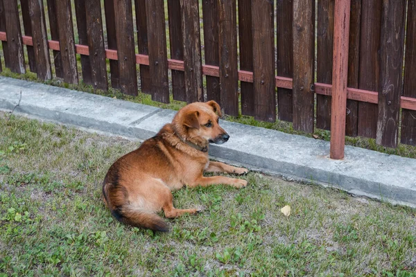 Köpek çitin yanında oturuyor. Kızıl köpek çimlerin üzerinde uzanıyor. Evcil hayvan. Bir insan dostu. Köpeği gezdiriyorum. Çitin yanında üzgün bir köpek