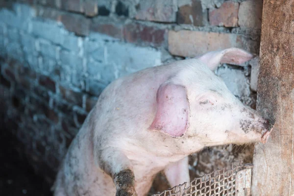 Porco Caneta Porquinho Domicílio Agricultura Envolver Criação Gado Animais Com — Fotografia de Stock