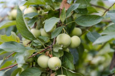 Elmalar ağaçta asılı. Bahçede kırmızı elmalar. Elmalar kapansın. Lanet elmalar. Bahçede elma yetiştir. Taze meyve. Mevsimlik meyveler