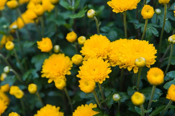 Chrysanthemums in the garden. Grow chrysanthemums. Beautiful flowers. Chrysanthemums close up. Home flowers. Yellow flowers. White flowers. Flowers in the fall.