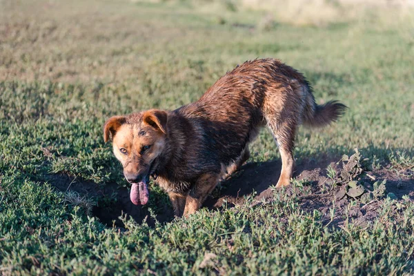 Pies Wykopuje Dziurę Zwierzątko Rudy Pies Kopie Ziemię Brudny Pies Zdjęcie Stockowe