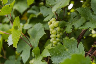 Bahçedeki yeşil üzümler. Evde üzüm yetiştir. Tatlı üzüm meyveleri. Bir sürü dut. Ev yapımı meyveler. Üzüm şarabı. Yeşil Bahçe. Doğal meyveler