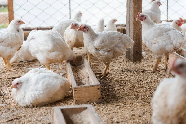 Kurczaki Zagrodzie Ptak Domowy Kurczaki Jedzą Ziarno Rolnictwo Hodowla Kurczaków Obrazek Stockowy