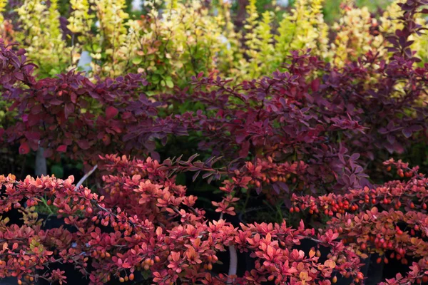 Üç çeşit kızamık (Thunberg'ın kızamık) Bahçe dükkan.