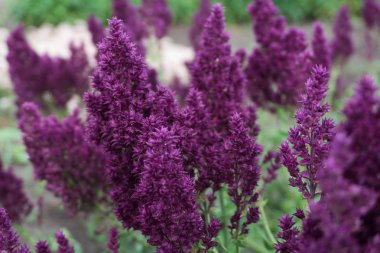 Sage ( Salvia nemorosa) Schvelenbur.